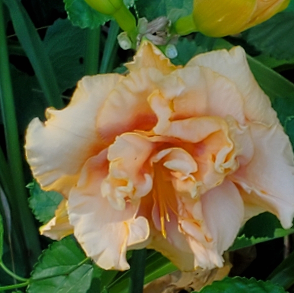 Meet your Posher, Gloreen - Picture 1 of 1